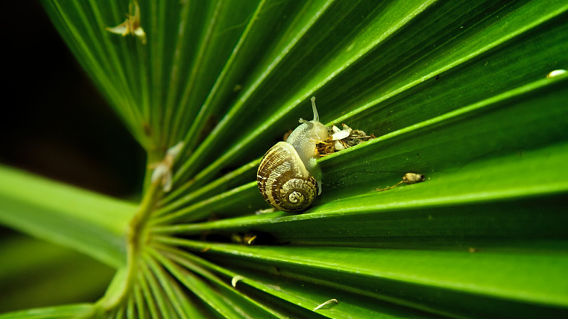 蜗牛在叶图片下载