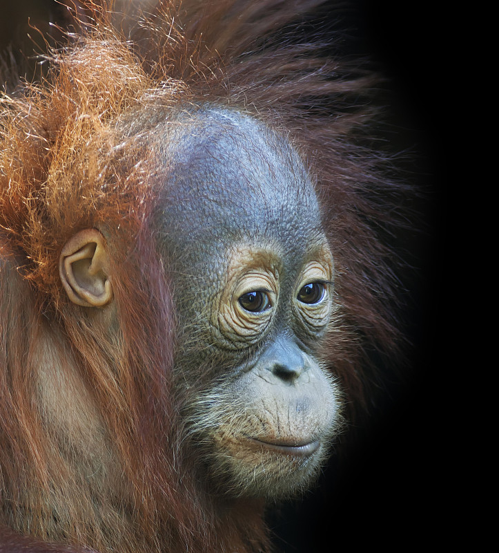 一个年轻的雄性猩猩的侧面肖像图片下载