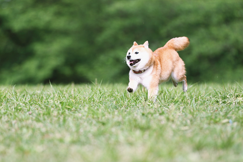 日本柴犬在城市公园的宠物图片下载