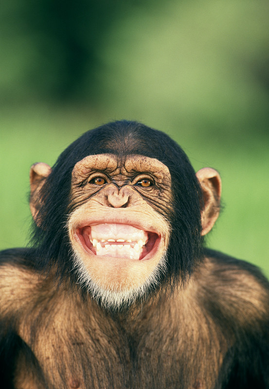 猩猩笑 咧嘴图片