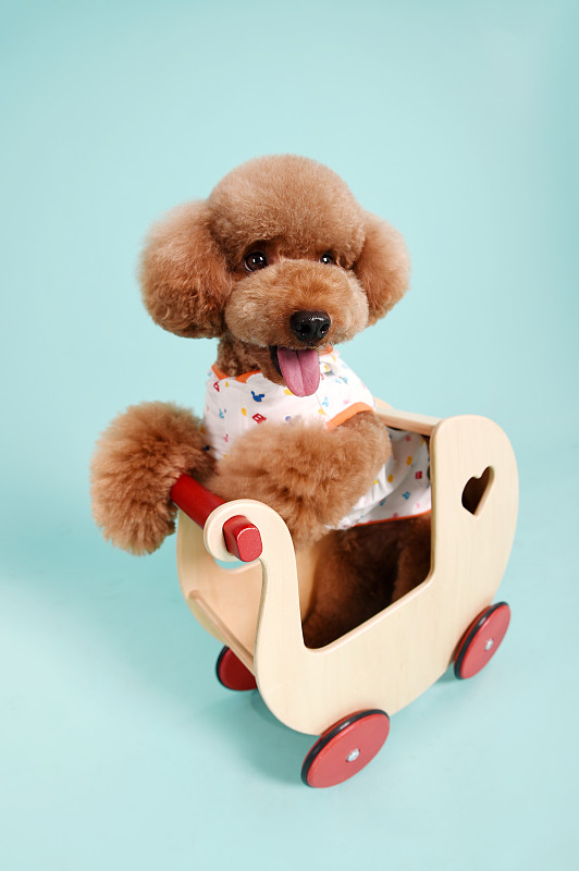 坐在小木车里的泰迪犬图片下载