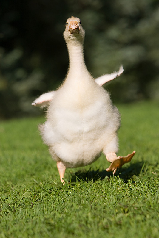 一只小鹅在草地上奔跑图片下载