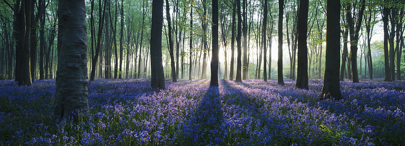 英国汉普郡的风信子林地的黎明图片下载