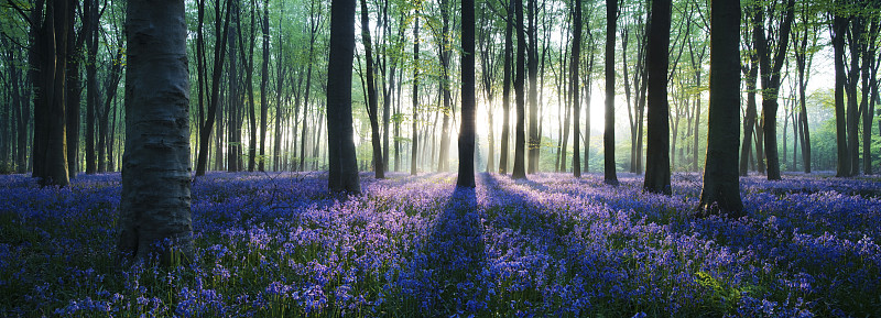 在汉普郡的米歇尔德弗尔附近的蓝铃草林地，阳光透过树木的全景。图片下载