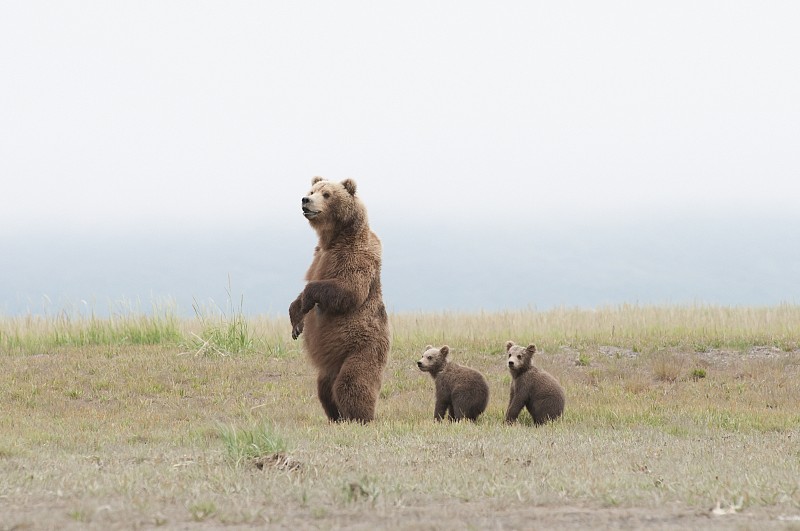 一只棕色灰熊(ursus arctos horribilis)和小熊们站在一起图片下载
