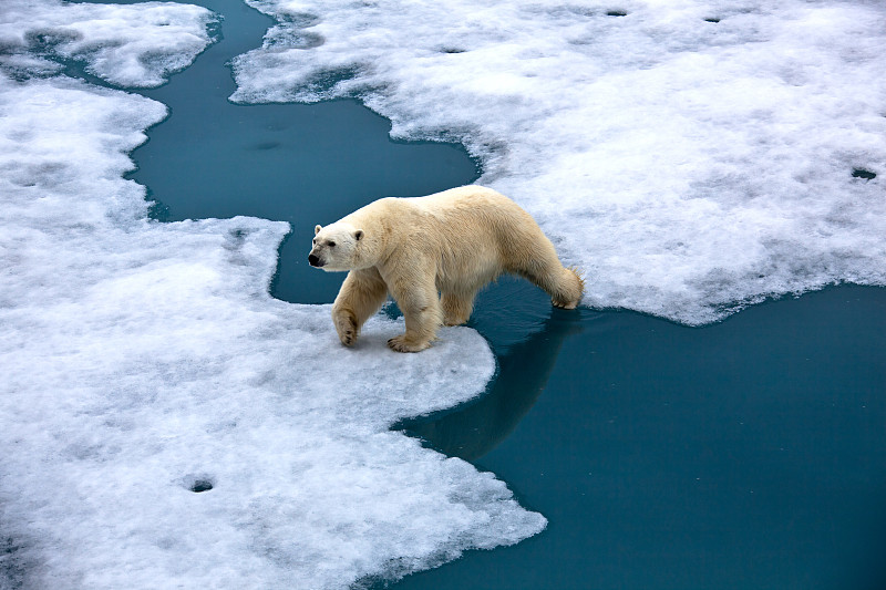 北极熊在浮冰和池塘上行走图片下载