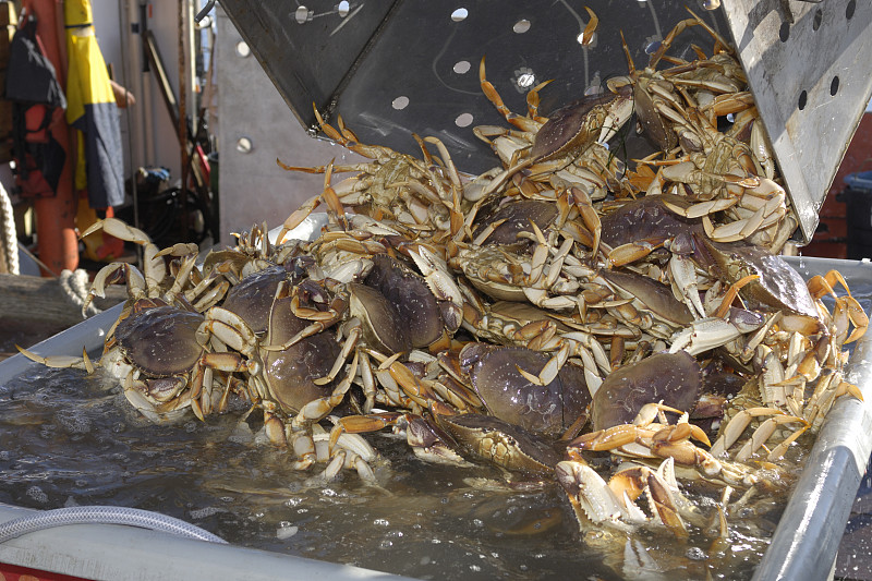 活的Dungeness螃蟹被倾倒进集装箱图片下载