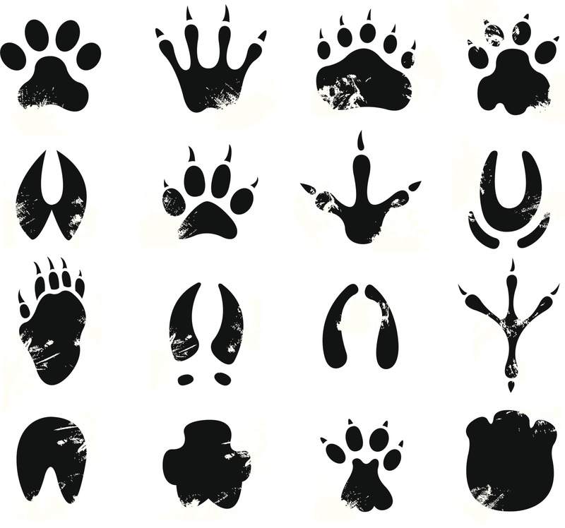 斑马的脚印像什么形状图片