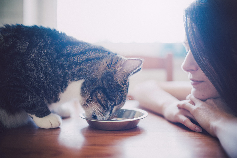 一个女人看着她吃的猫。图片素材