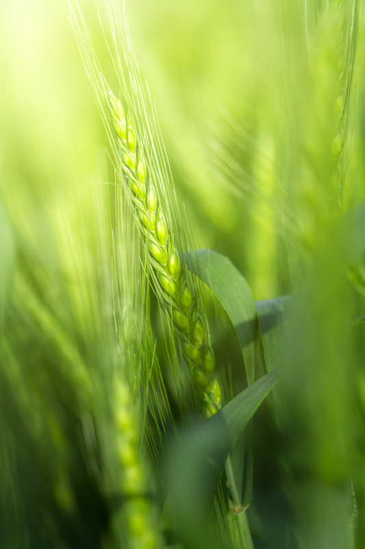 绿色的麦秆在早晨图片下载