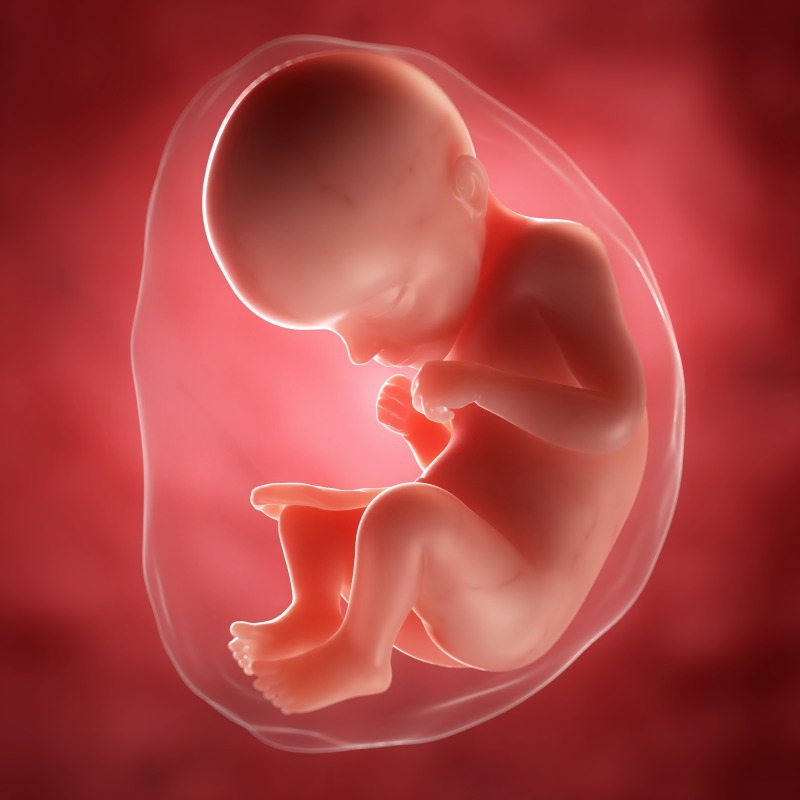 29周胎儿图片图片