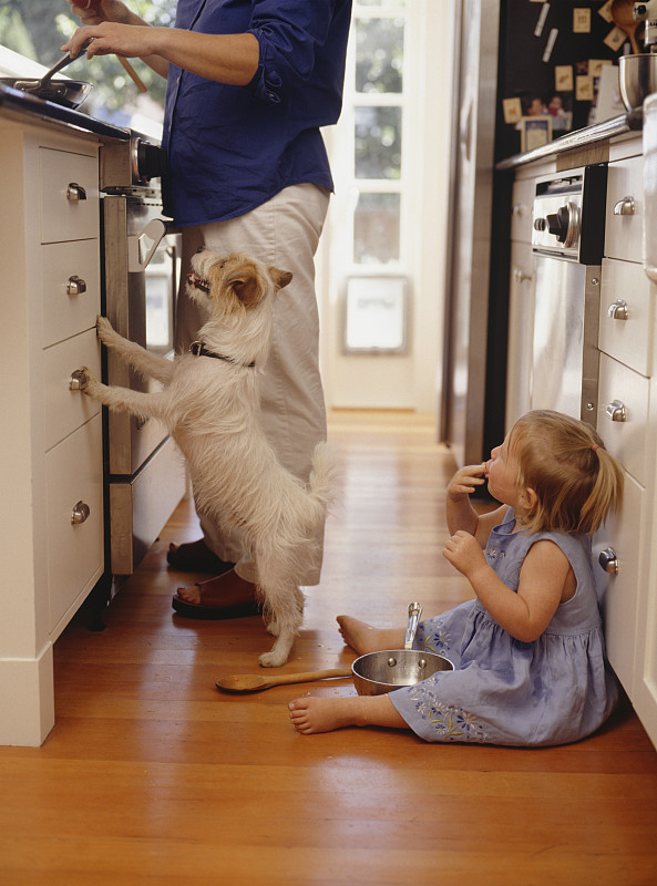 女孩(2-3)和杰克罗素狗在厨房等待食物图片下载