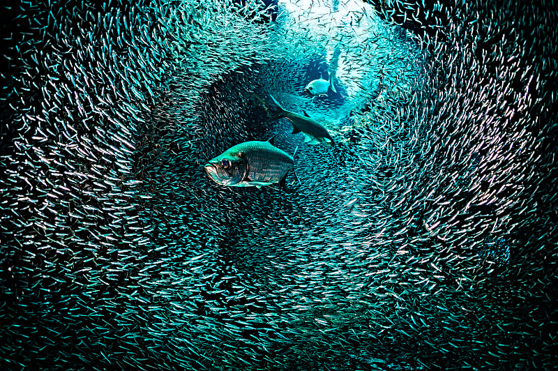 神奇的鱼隧道图片下载