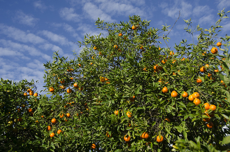 结有果实的柑橘树图片下载