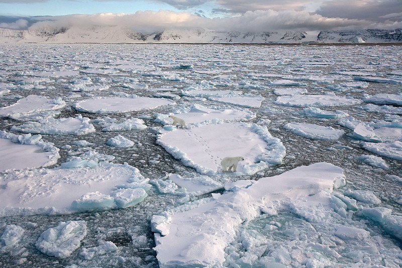 北极熊-格陵兰岛图片下载