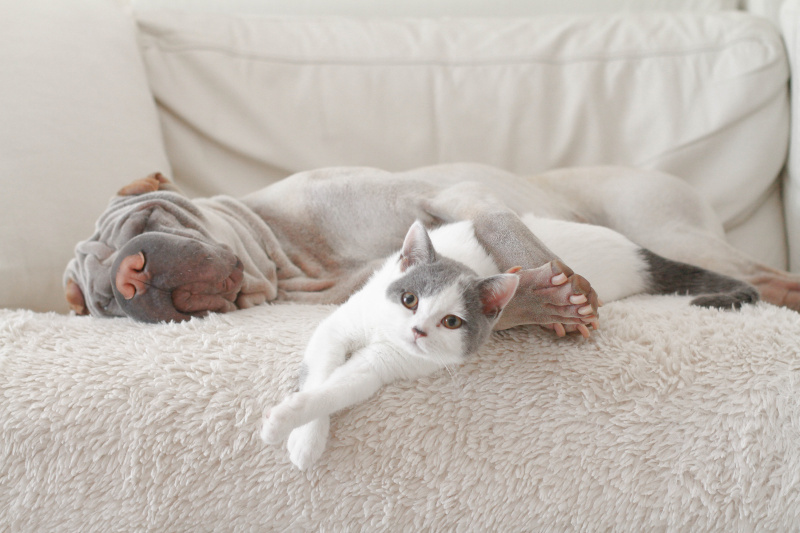猫和狗在沙发上拥抱图片素材
