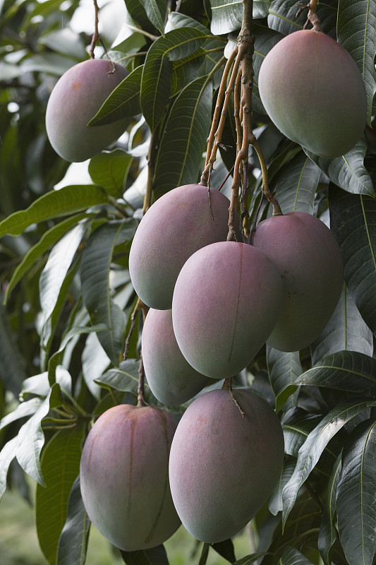 夏威夷的芒果在树上成熟图片下载