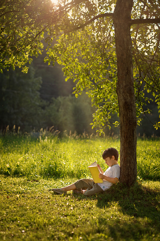 男孩在树下看书图片素材