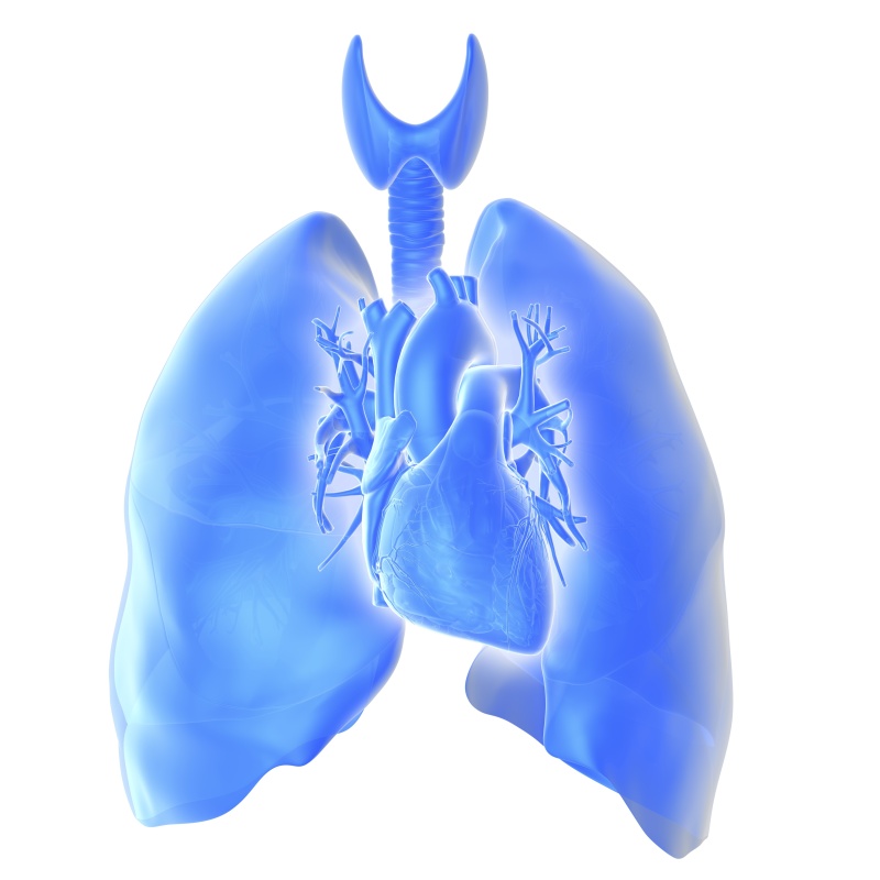 心脏和肺。电脑图像显示气管(气管，左上)，心脏(中间)和肺(右下和左上)。正常情况下，心脏的位置是在肺里面，但这里为了艺术目的显示在肺的前面。图片下载