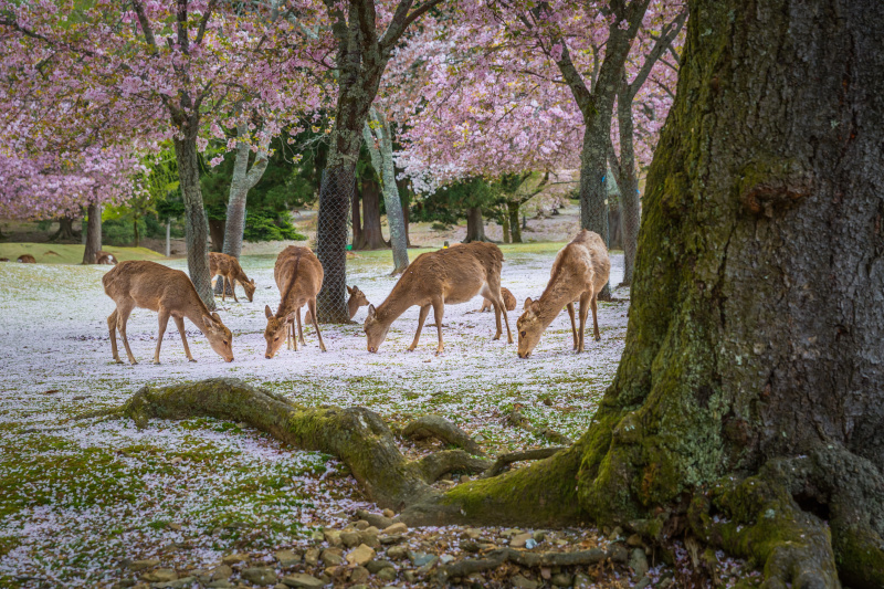 在日本樱花盛开的季节，一个阳光明媚的日子，奈良公园里的鹿。图片下载