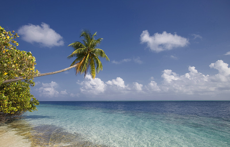 马尔代夫阿里环礁Vilamendhoo岛热带海域上空的椰子树图片下载