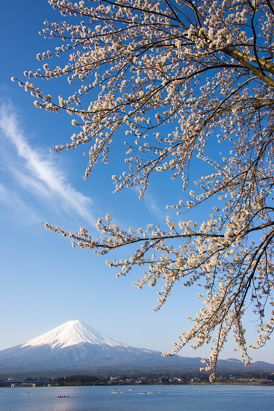 蓝天，富士山和樱花图片下载