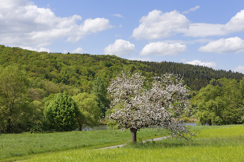 德国，巴伐利亚，下弗兰科尼亚，盛开的苹果树在河上图片下载