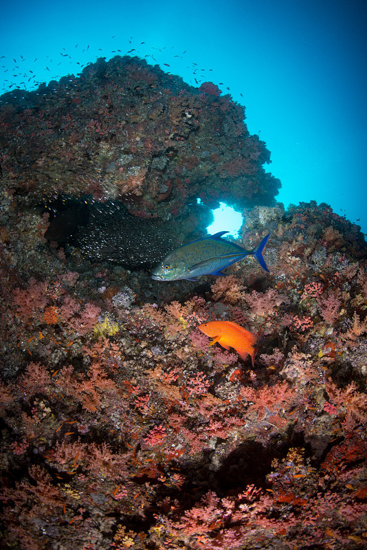 一只珊瑚母鹿和一只蓝鳍金枪鱼在珊瑚礁中旅行捕食图片下载