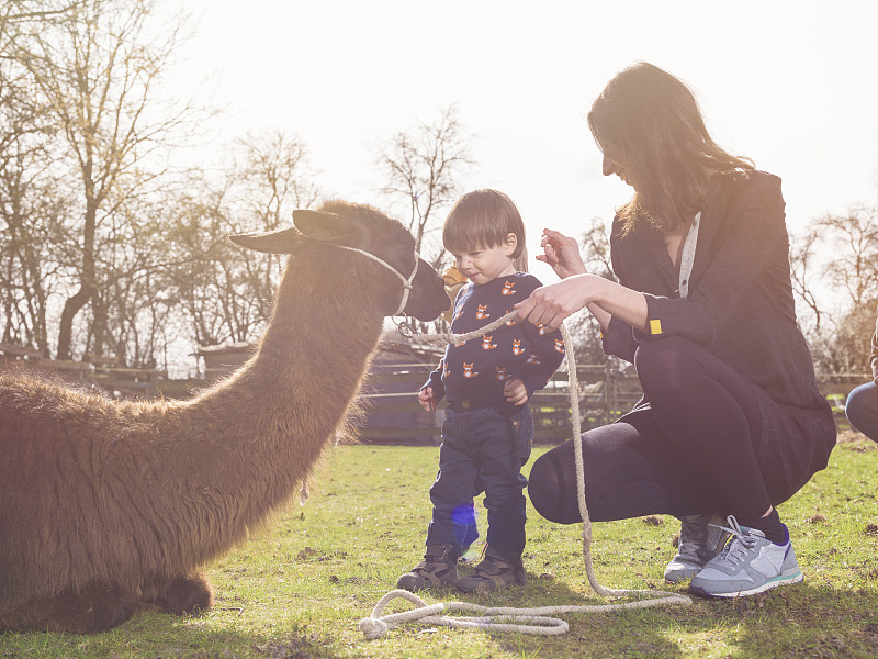 妈妈和她的小儿子和一只大羊驼在围场上图片下载