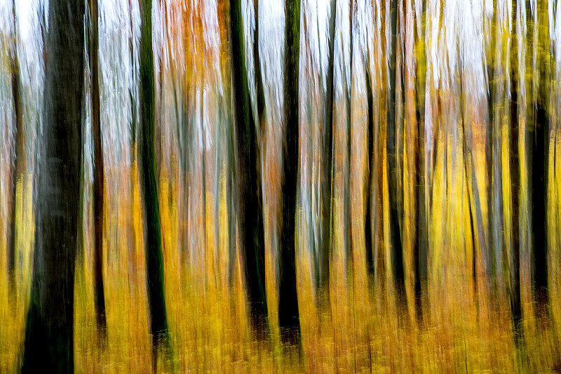 森林里的秋天图片下载