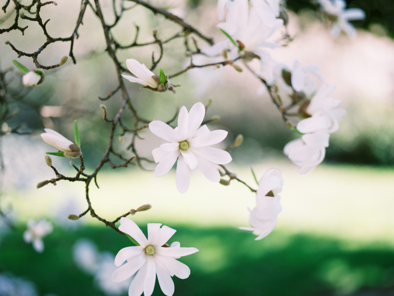 开花的木兰植物在春天拍摄的电影图片下载