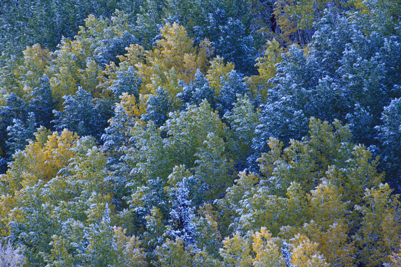 秋树上的霜图片素材
