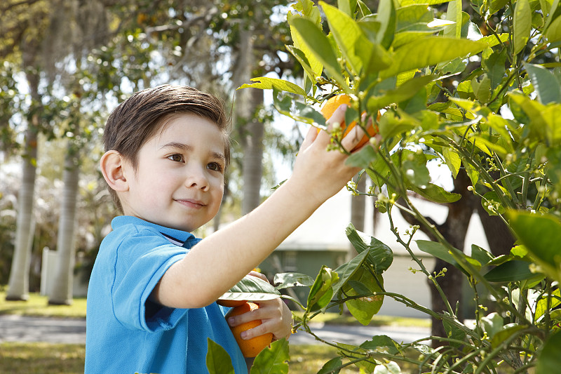 男孩在树上摘橘子图片下载