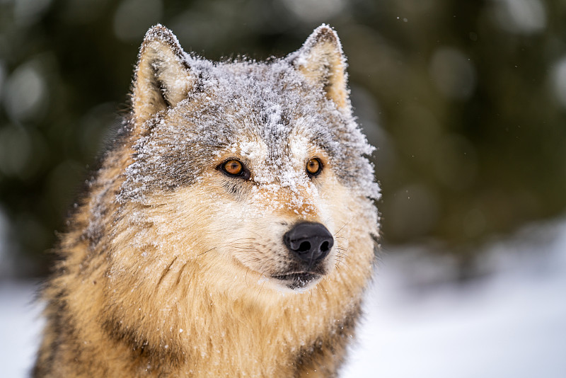 一只受惊的灰太狼，眼睛睁得大大的看着什么图片下载