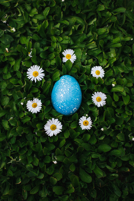 一个彩色的蓝色复活节彩蛋平躺在白色小花间的绿色草地上图片素材