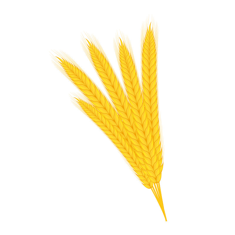 真实的小麦，燕麦或大麦孤立在白色背景。矢量插图。图片下载