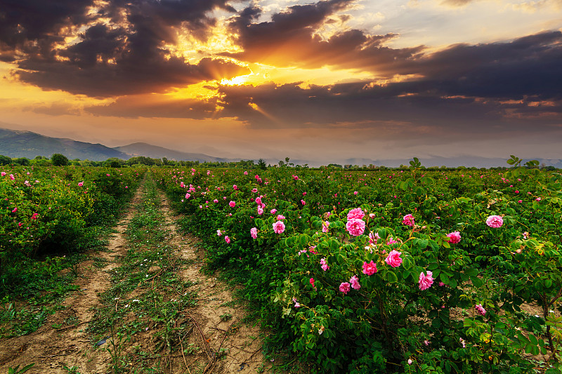 保加利亚喀山拉克附近色雷斯山谷著名的玫瑰田图片下载
