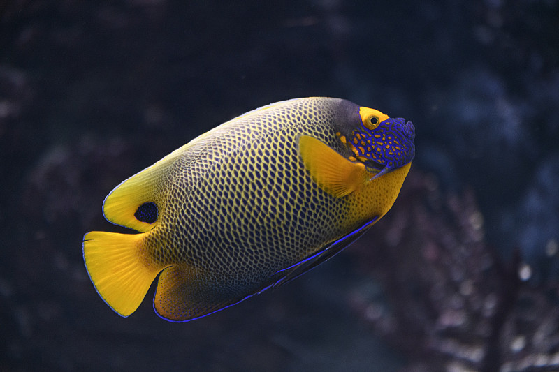 蓝脸神仙鱼，游过珊瑚礁的热带鱼图片素材