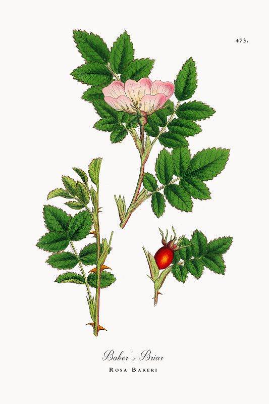 《贝克的荆棘》，罗莎·贝克里，维多利亚植物学插图，1863年图片下载