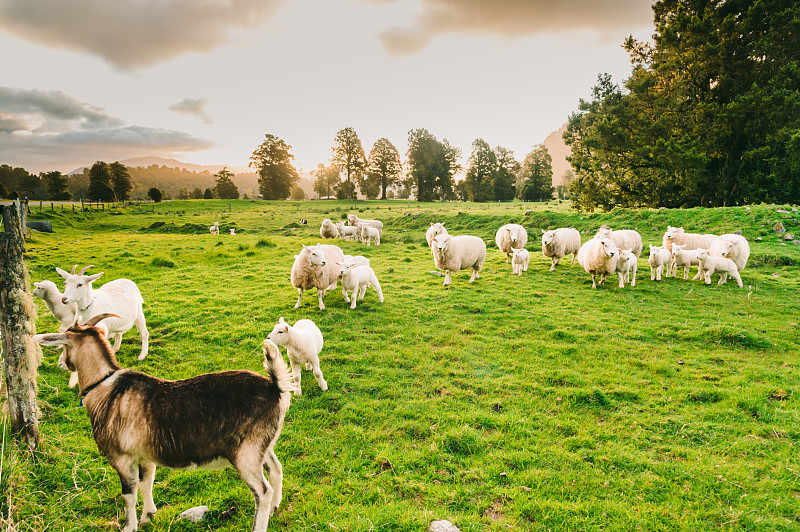 以自然景观为背景的新西兰南岛白羊群图片下载