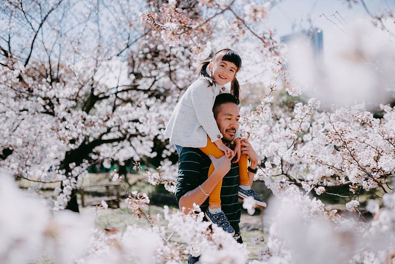 日本东京，父亲肩上扛着小女孩和樱花图片下载