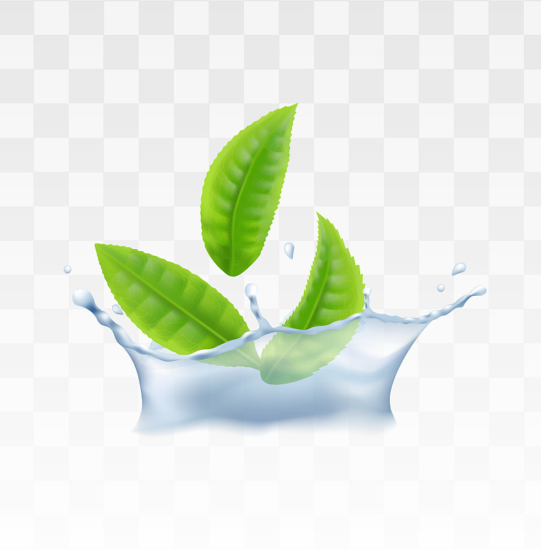 绿茶，薄荷草药叶子在水中真实的矢量插图孤立。图片素材
