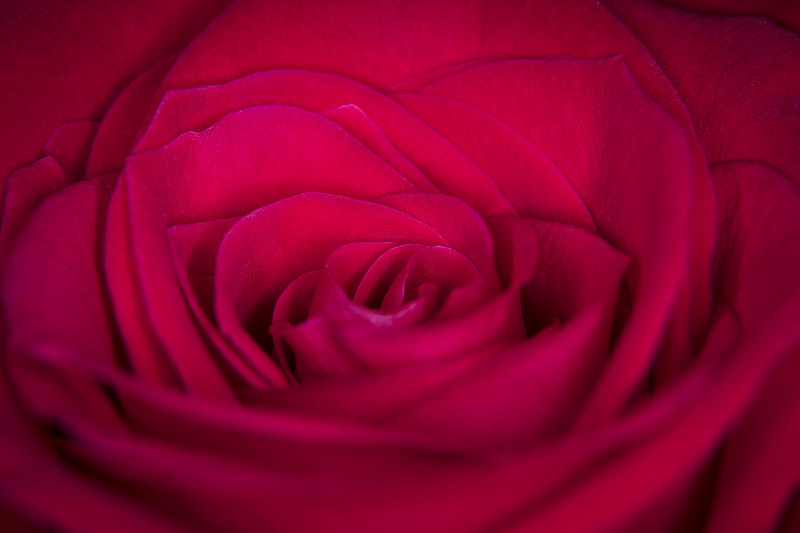 玫瑰花朵特写图片素材