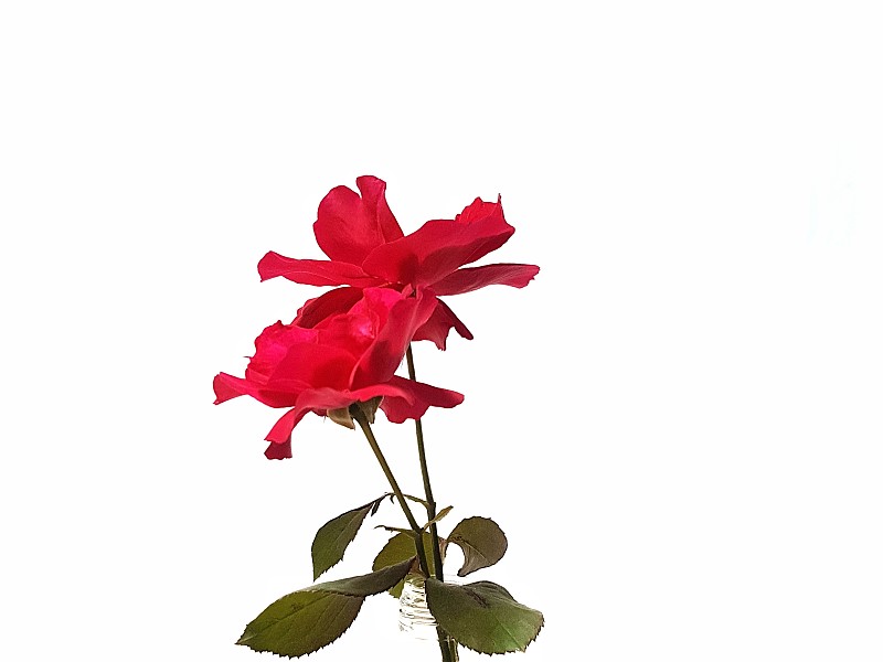 特写红玫瑰在一个白色的背景图片下载