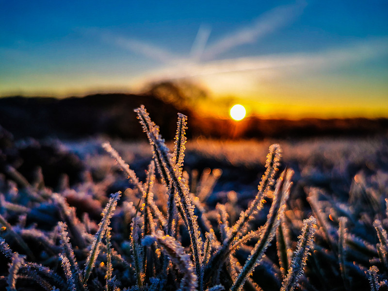 近景:日落时分田野上的冰冻植物图片素材