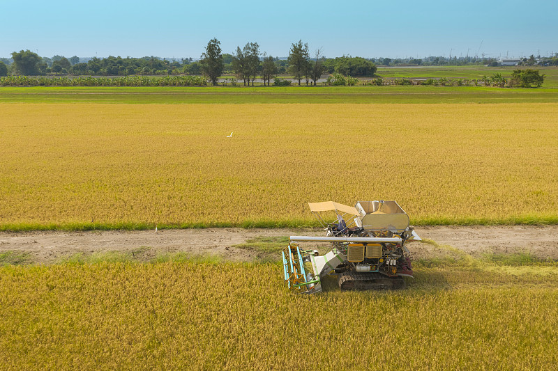 鸟瞰图联合收割机在茉莉花稻田与蓝天，食品技术或农业背景。图片素材