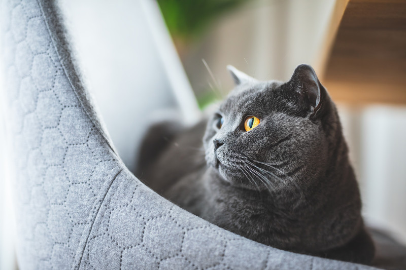 一只在椅子上休息的英国猫。图片下载