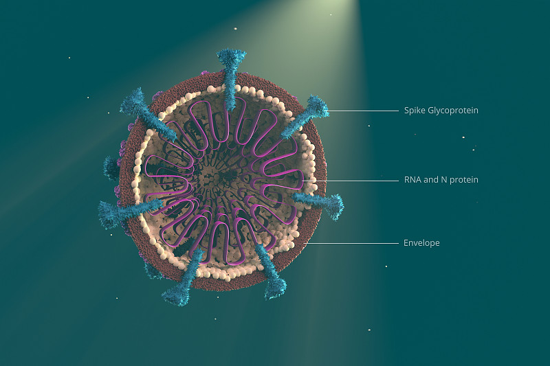 Covid-19细胞结构。3D模型减半显示内部结构部分。冠状病毒现实的设计图片下载