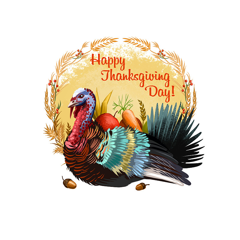 快乐的感恩节横幅插图与节日火鸡和秋收元素的胡萝卜，苹果，小麦，小橡子。数字艺术插图海报孤立在白色的背景。图片下载