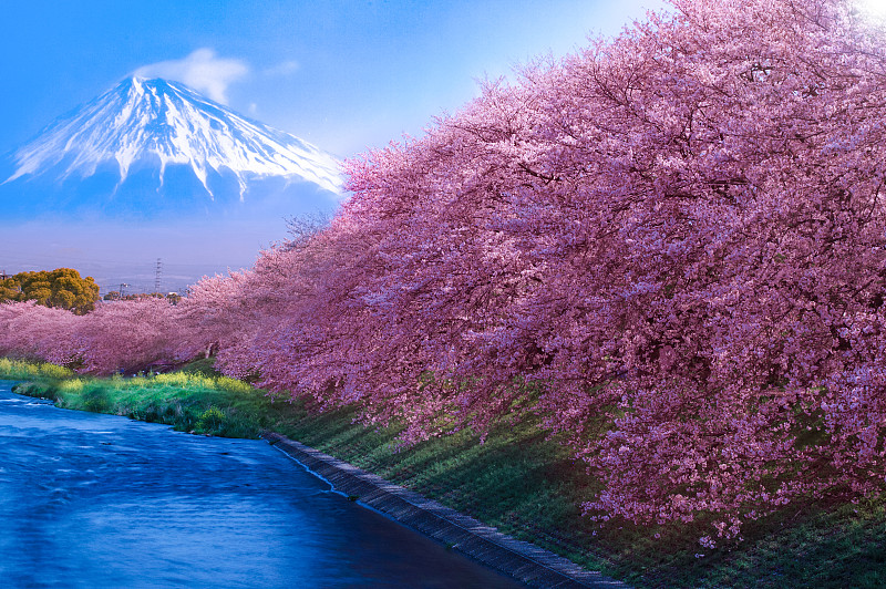 日本静冈县富士山樱花盛开的春景图片素材